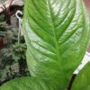 Anthurium ellipticum Jungle, pianta da interno
