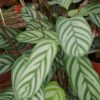 Calathea Compact Star, pianta da interno