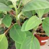 Peperomia liadensis Velvetree mis. piccola, pianta da interno