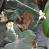 Ludisia discolor Black Form, pianta da interno