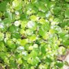 Peperomia bangroana, pianta da interno