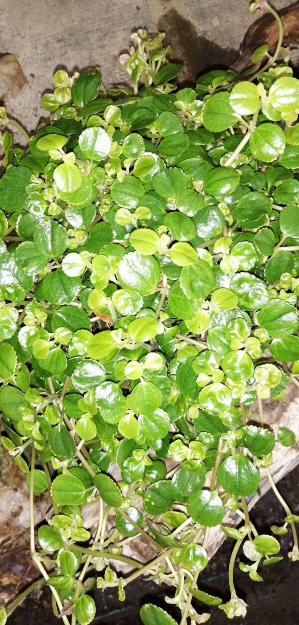 Peperomia bangroana, pianta da interno