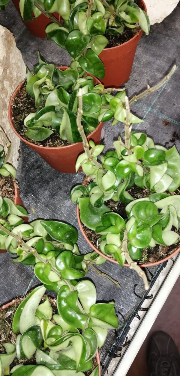 Hoya carnosa Compacta, foto 6