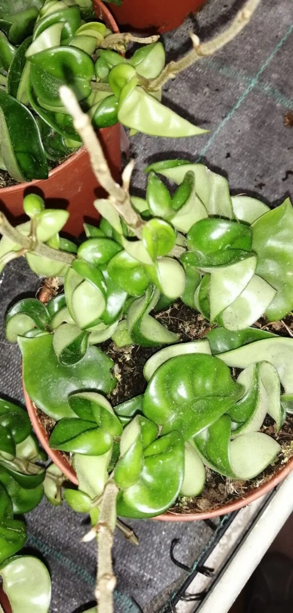 Hoya carnosa Compacta, foto 5