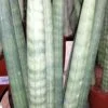 Sansevieria cylindrica Straight, pianta da interno