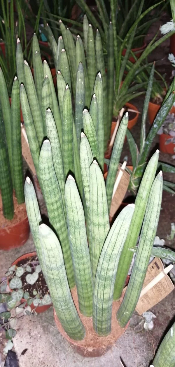 Sansevieria cylindrica Straight, foto 2