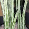 Senecio stapeliiformis, pianta da interno