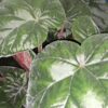 Begonia Oldemore, pianta da interno