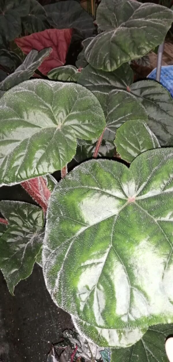 Begonia Oldemore, pianta da interno