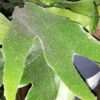 Platycerium bifurcatum Corna d’alce, pianta da interno