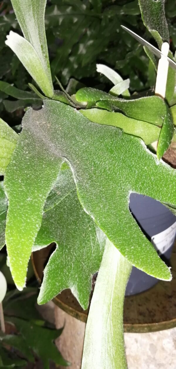 Platycerium bifurcatum Corna d’alce, pianta da interno