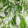 Aeschynanthus lobbianus Variegata, pianta da interno