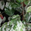 Hibiscus rosa-sinensis var. cooperi Snow Queen Snowflake, pianta da esterno