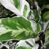 Calathea White fusion, pianta da interno