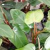 Philodendron Red Wings PIANTA GIOVANE, pianta da interno
