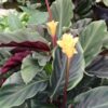 Calathea crocata Tassmania, pianta da interno