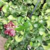 Aeschynanthus Rasta, pianta da interno