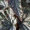 Begonia Little Miss Mummy, Fanny Moser, pianta da interno