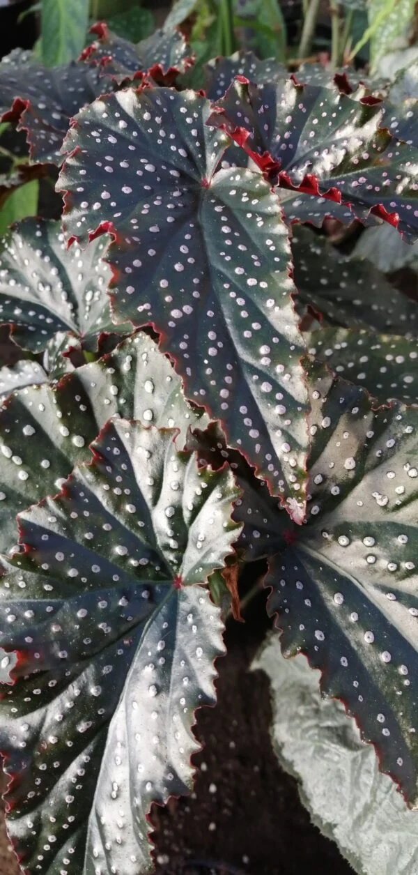 Begonia Little Miss Mummy, Fanny Moser, pianta da interno