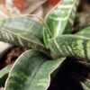 Sansevieria Star Tabby Green, pianta da interno
