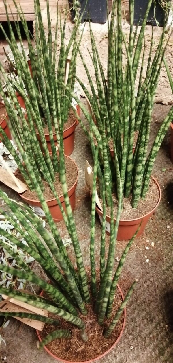Sansevieria Star Tabby Green, foto 2