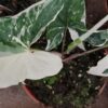 Syngonium Albo variegata, pianta da interno