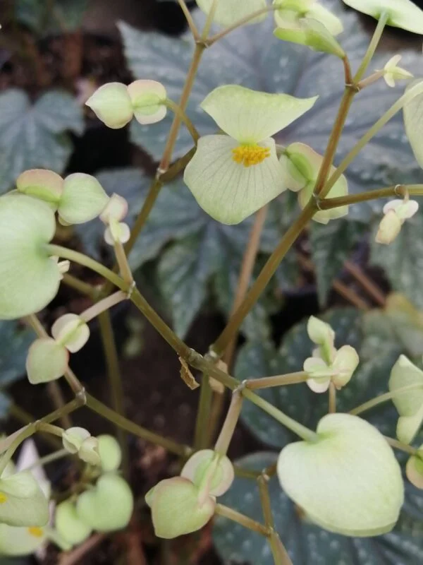 Begonia Gryphon, foto 4