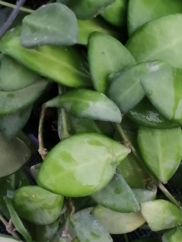Hoya tsangii, pianta da interno