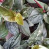 Syngonium erythrophyllum Red Arrow, pianta da interno
