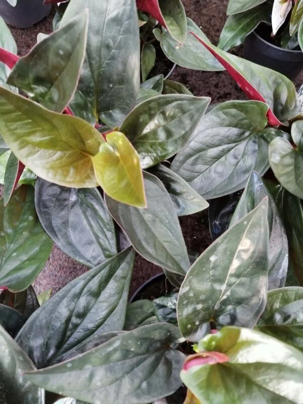 Syngonium erythrophyllum Red Arrow, foto 2