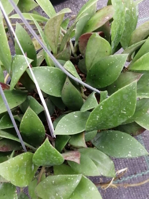 Hoya sipitangensis, foto 4