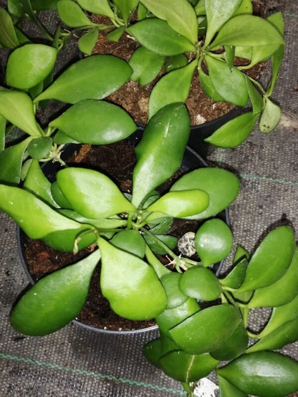 Hoya sipitangensis, foto 6