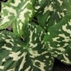 Alocasia Hilo Beauty, pianta da interno e da esterno