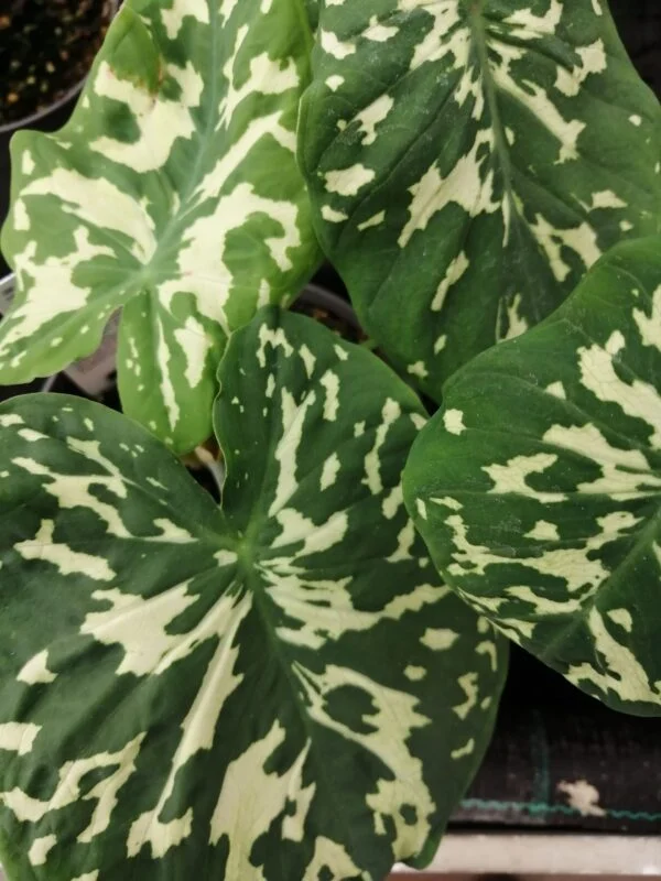 Alocasia Hilo Beauty, pianta da interno e da esterno