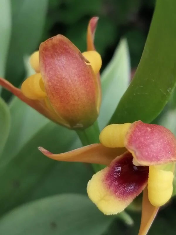 Maxillaria variabilis, foto 2
