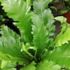 Asplenium nidus Campio, pianta da interno