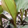 Musa ensete Ventricosum, pianta da esterno
