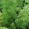 Asparagus meyeri, pianta da interno e da esterno