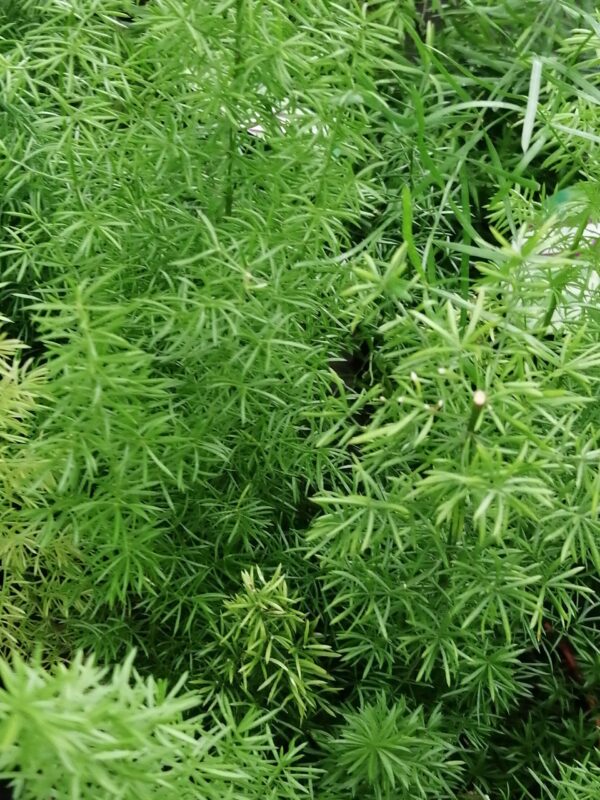 Asparagus meyeri, pianta da interno e da esterno