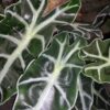Alocasia Polly, pianta da interno