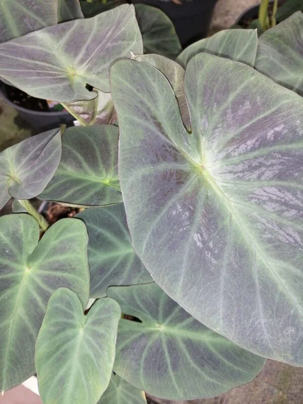 Colocasia Aloha, foto 2