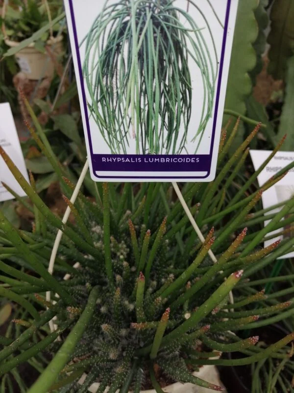 Rhipsalis lumbricoides, foto 4