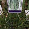 Rhipsalis lumbricoides, pianta da interno