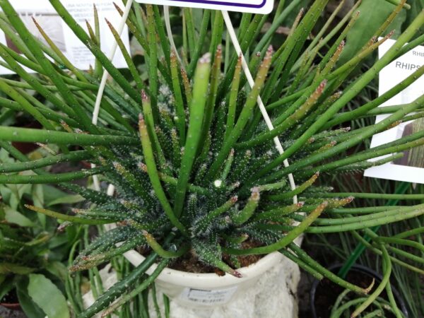 Rhipsalis lumbricoides pianta giovane, foto 2
