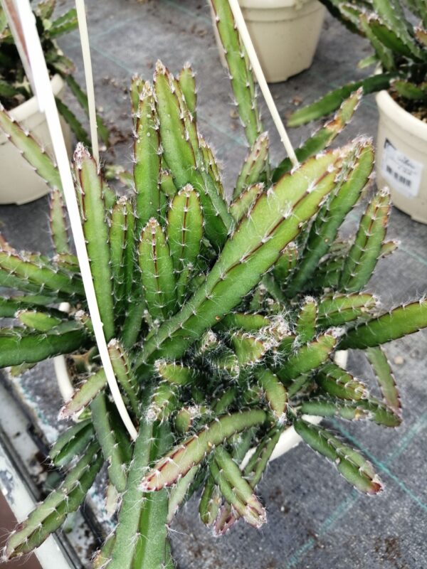 Lepismium cruciforme, pianta da interno