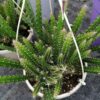 Aporocactus flagelliformis Sussex Flame, pianta da interno