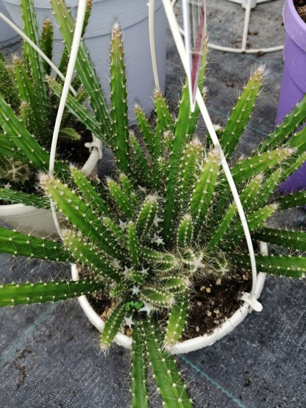 Aporocactus flagelliformis Sussex Flame, pianta da interno