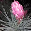 Tillandsia Houston Cotton Candy, pianta da interno