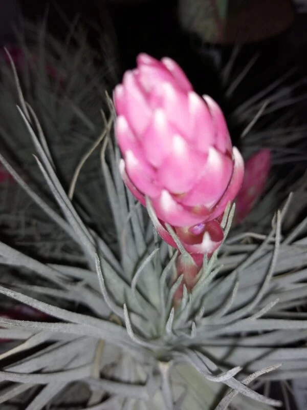 Tillandsia Houston Cotton Candy, pianta da interno