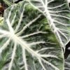 Alocasia Pink Dragon, pianta da interno e da esterno